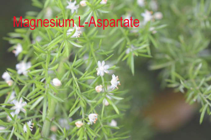 High-Quality Magnesium L-Aspartate – Nutritional Supplement | Jiangsu Khonor Chemicals Co., Limited